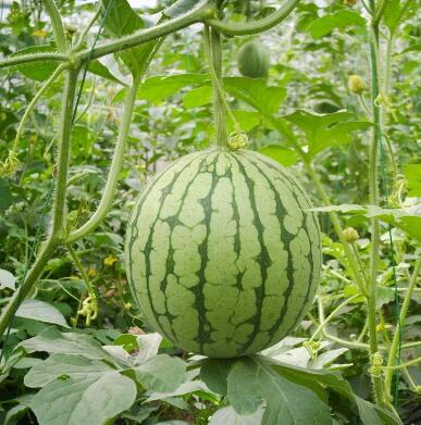 行唐西瓜苗品种代育 嫁接西瓜种苗基地