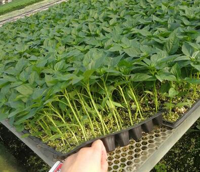 白银蔬菜苗育苗基地 批发辣椒黄瓜苗