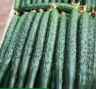 信阳德瑞特黄瓜苗批发 耐热黄瓜育苗厂