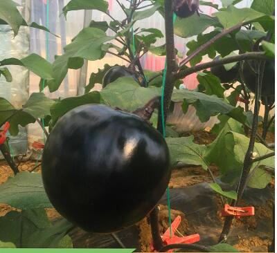 正定黑茄子苗育苗厂 代育嫁接茄子种苗
