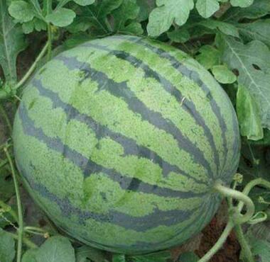 玉田西瓜苗基地 批发嫁接西瓜苗育苗厂