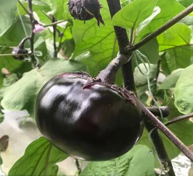 沧州茄子苗育苗厂 大量出售茄子种苗