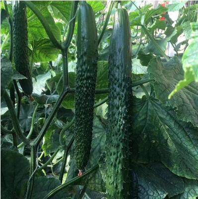 邢台批发黄瓜苗基地 黄瓜育苗厂供应