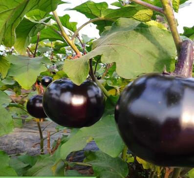 周口黑茄子苗育苗厂代育嫁接茄子种苗