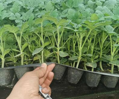 运城育西瓜苗厂家，8424美都西瓜苗育苗厂