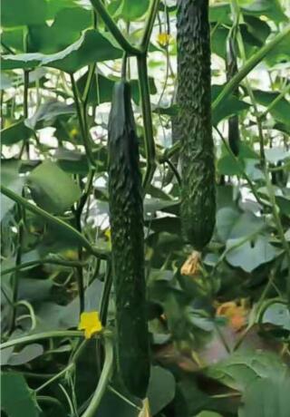 六盘水黄瓜苗厂 批发密刺黄瓜苗育苗厂