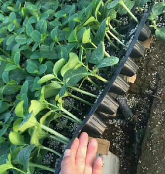 安顺黄瓜苗批发 育苗厂黄瓜嫁接苗