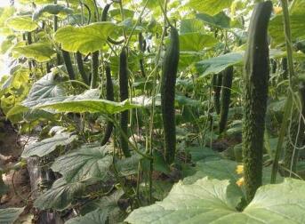 毕节黄瓜苗批发 出售嫁接黄瓜种苗厂