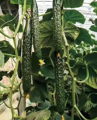 天长育强雌黄瓜苗厂 来安抗病高产黄瓜苗