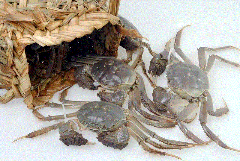 水产品进口报关天津巴西冷冻品进口报关标准