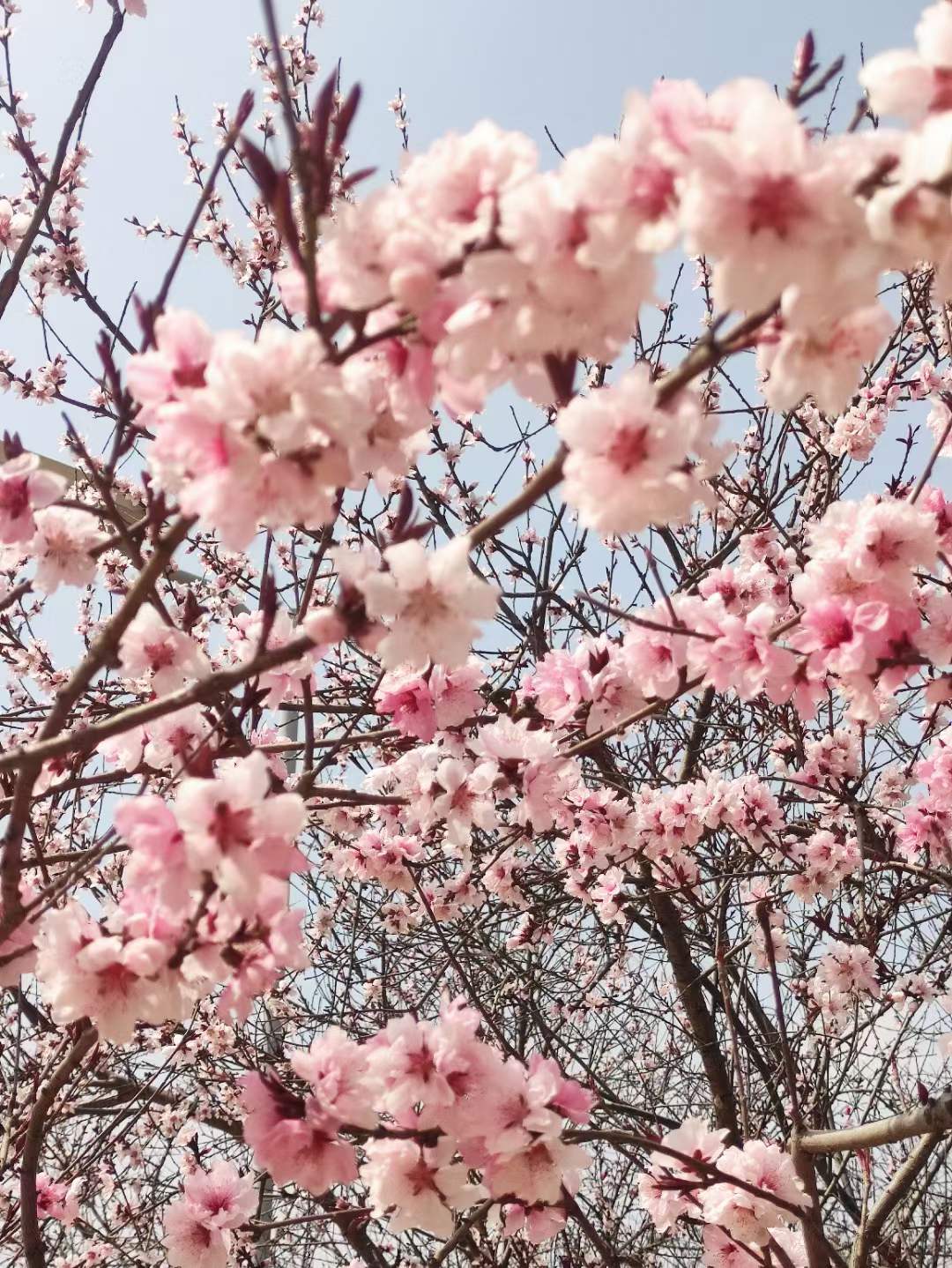 转让消防二级消防一级带安许新乡智能化二级资质