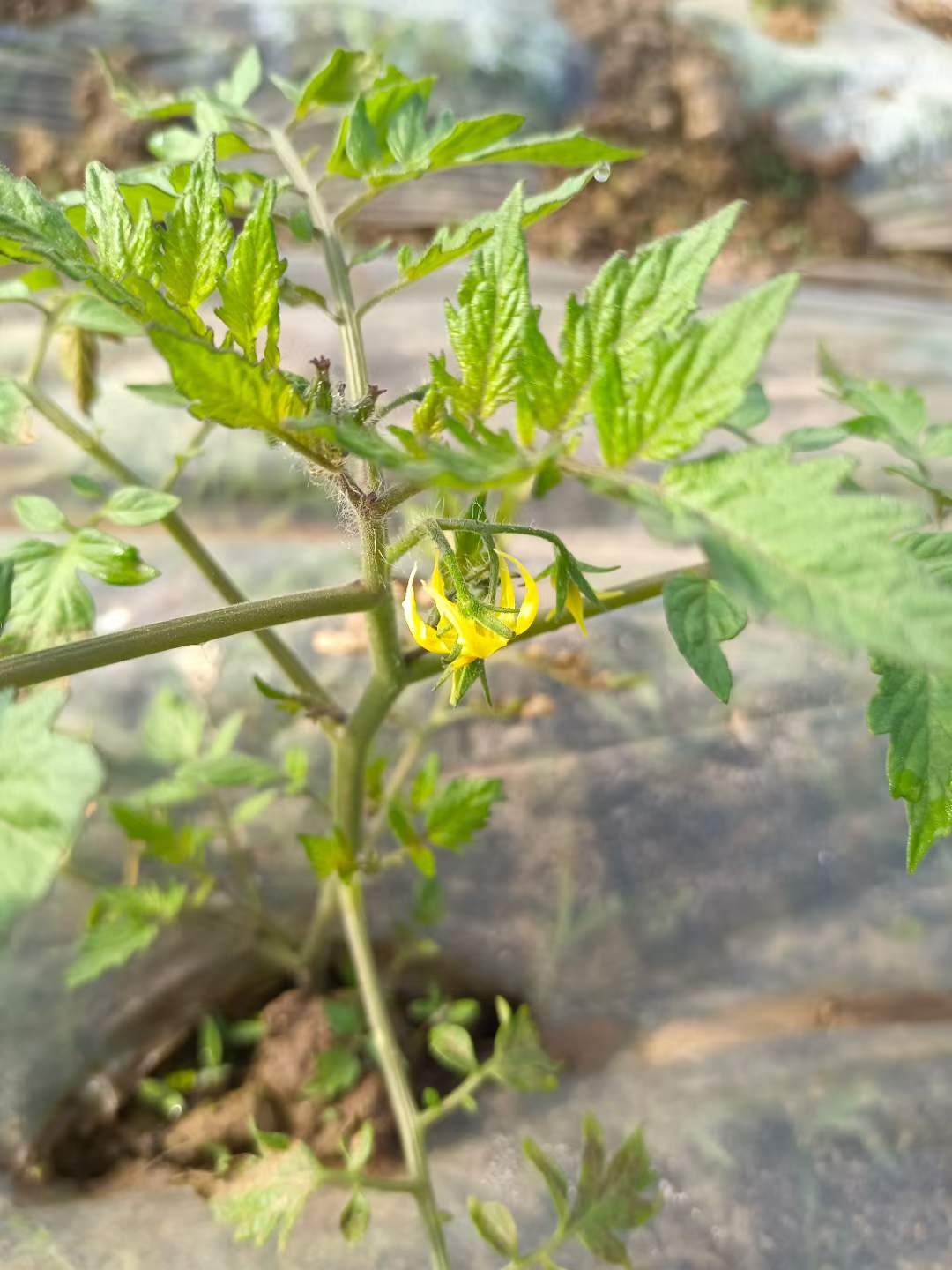 认真河南省内平移好消防一级安许可以迁出建筑工程三级