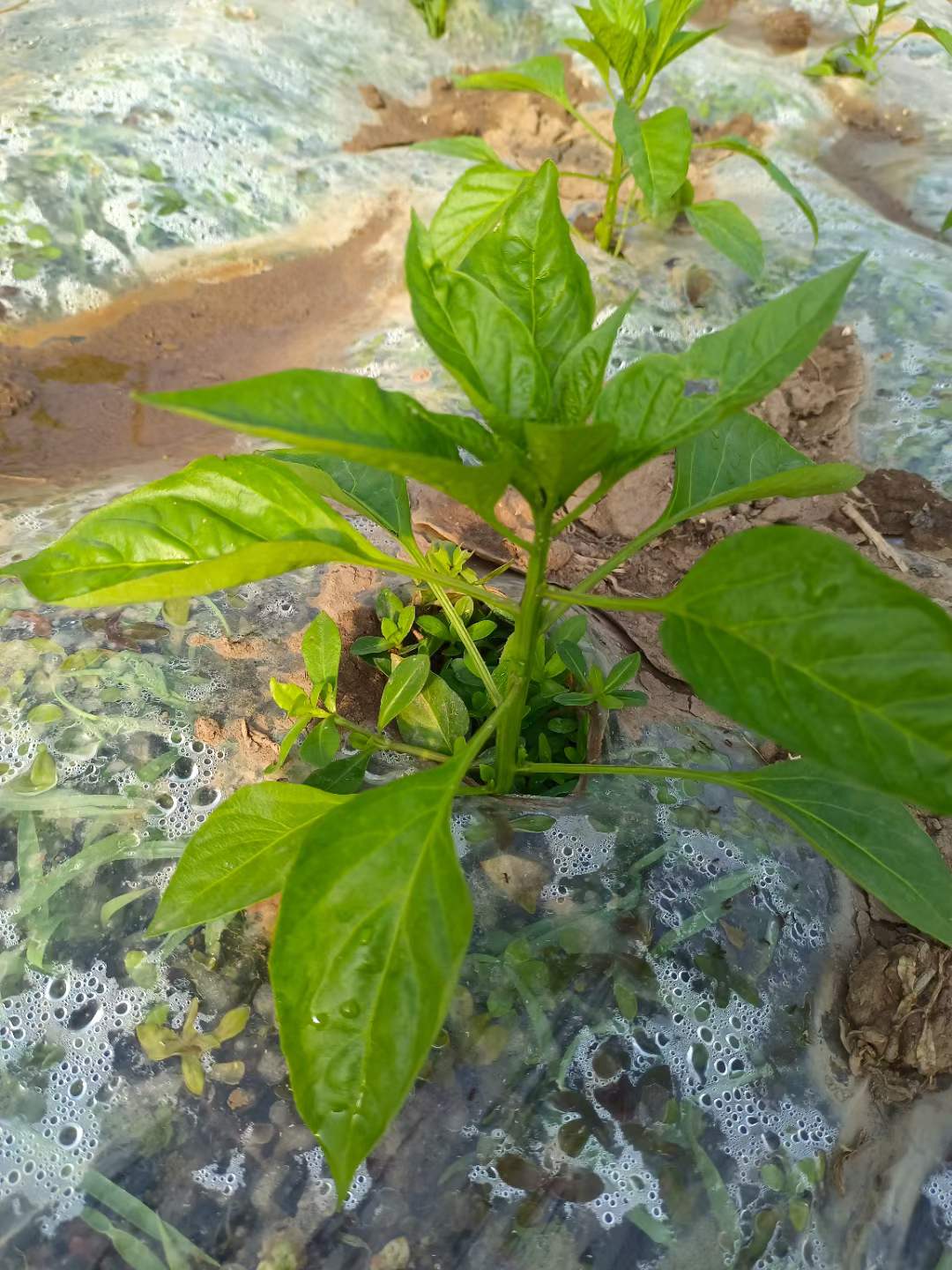 看透新乡电力三机电三地基三转让安许整个股权变更