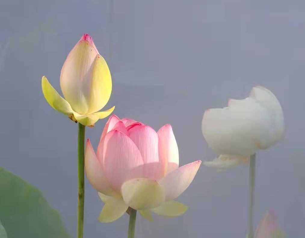 收购一个开封的地基基础二级资质，急需要，有就联系我