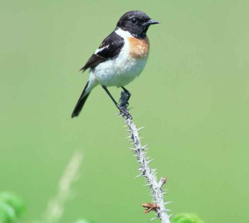 1641710398380040.jpg 902397dda144ad3440a934b55af948f331ad8554.jpg