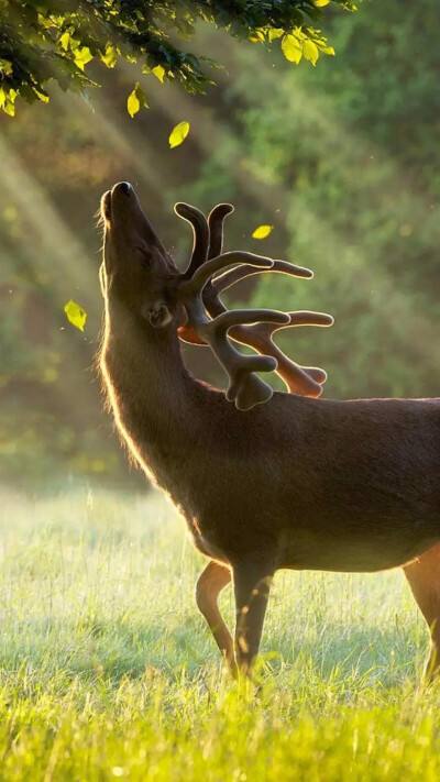 1641711167228412.jpg src=http___c-ssl.duitang.com_uploads_item_201703_08_20170308220212_mti8v.thumb.400_0.jpeg&refer=http___c-ssl.duitang.jpg