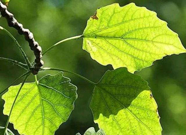 河南公路二级施工资质转让公路贰级总承包资质转让（点击了解价格）