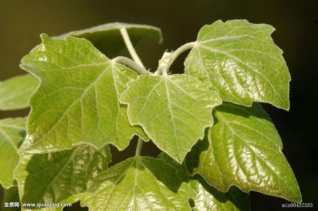 开封公用工程市政总承包三级资质转让星市政二级资质平