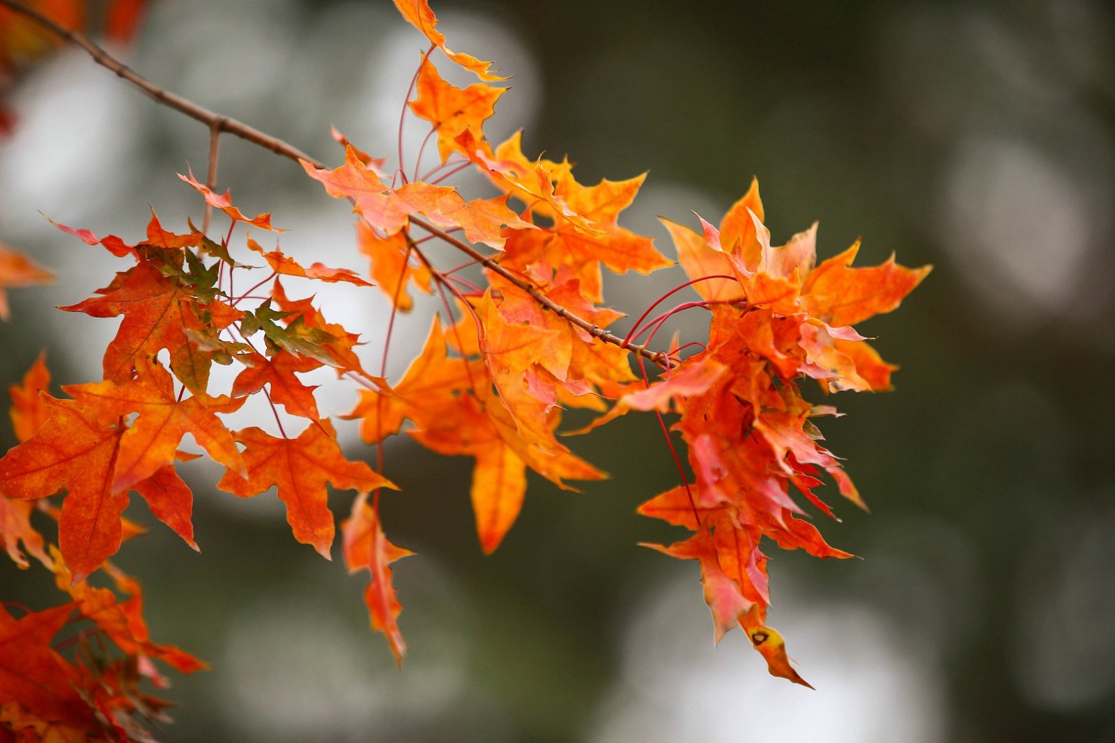 河南装修一级资质郑州装修壹级公司资质转让