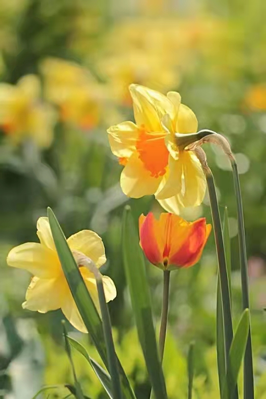 专注河南省内低税率dai开，河南省外自然人dai开。