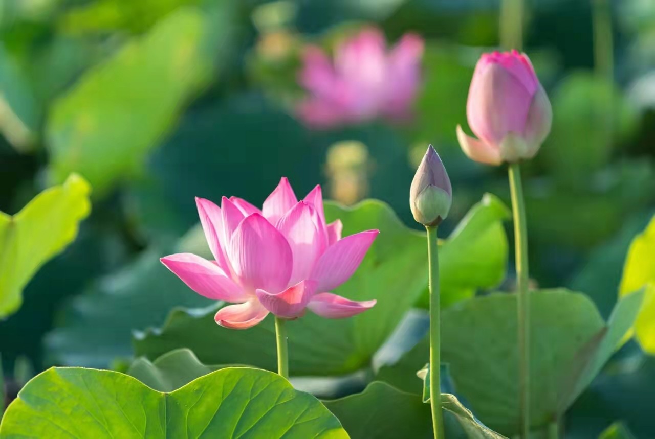 怎么利用个人独资企业节税，所得税核定征收——河南企业专题