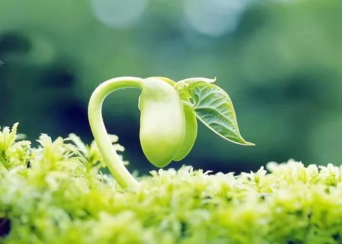 河南建筑企业如何运用个体户个税核定征收政策