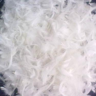 安徽鸭毛进口报关公司